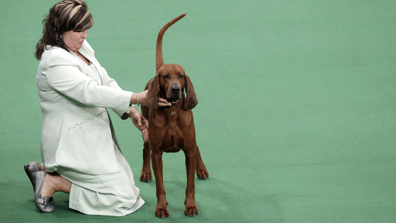 Illustration for article titled Elegant Updos and Classy Coats at the Westminster Dog Show